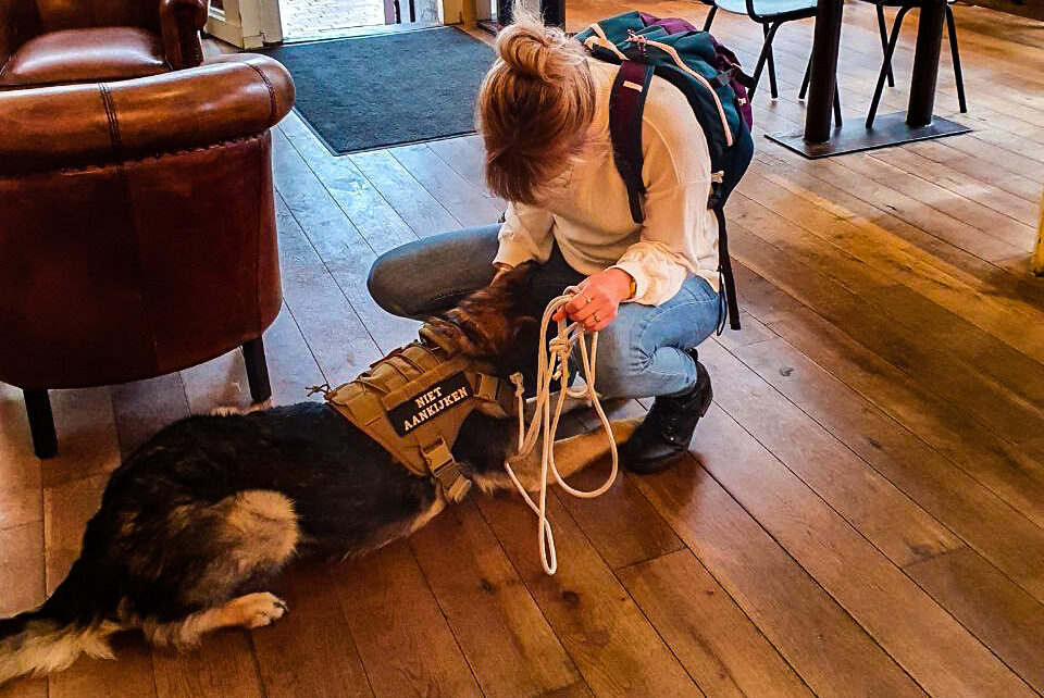Hondencoach Haiduc training hondencoach Groningen hondentrainer Groningen gedragstherapie hond Groningen hondengedrag verbeteren persoonlijke hondencoaching hondentraining op maat positieve hondentraining hondentaal leren begrijpen wandelconsult hond Groningen hondentaal herkennen tijdens wandeling trainingstraject hond op maat hondentrainingsconsult aan huis hulp bij probleemgedrag hond hondengedrag analyseren individuele hondencoaching hondencoach Pioenpark Groningen hondentraining omgeving Groningen gedragstherapie hond Drenthe hondencoach regio Groningen hondencoach regio Friesland hondentraining in de buurt hulp bij angstige hond hulp bij agressieve hond hulp bij reactieve hond ondersteuning voor nieuwe hondeneigenaren gedragsadvies voor honden training voor reactieve honden begeleiding bij herplaatsers hondengedragstherapeut Groningen hondentraining zonder straf hondentraining met positieve bekrachtiging hondentaal leren lezen hondengedrag verbeteren zonder dwang Pack training Groepswandelingen