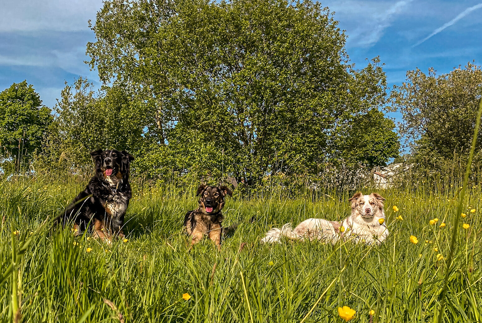 Hondencoach Haiduc, bordercollie Hike, Hiking Hondencoach hondencoach Groningen hondentrainer Groningen gedragstherapie hond Groningen hondengedrag verbeteren persoonlijke hondencoaching hondentraining op maat positieve hondentraining hondentaal leren begrijpen wandelconsult hond Groningen hondentaal herkennen tijdens wandeling trainingstraject hond op maat hondentrainingsconsult aan huis hulp bij probleemgedrag hond hondengedrag analyseren individuele hondencoaching hondencoach Pioenpark Groningen hondentraining omgeving Groningen gedragstherapie hond Drenthe hondencoach regio Groningen hondencoach regio Friesland hondentraining in de buurt hulp bij angstige hond hulp bij agressieve hond hulp bij reactieve hond ondersteuning voor nieuwe hondeneigenaren gedragsadvies voor honden training voor reactieve honden begeleiding bij herplaatsers hondengedragstherapeut Groningen hondentraining zonder straf hondentraining met positieve bekrachtiging hondentaal leren lezen hondengedrag verbeteren zonder dwang Pack training Groepswandelingen