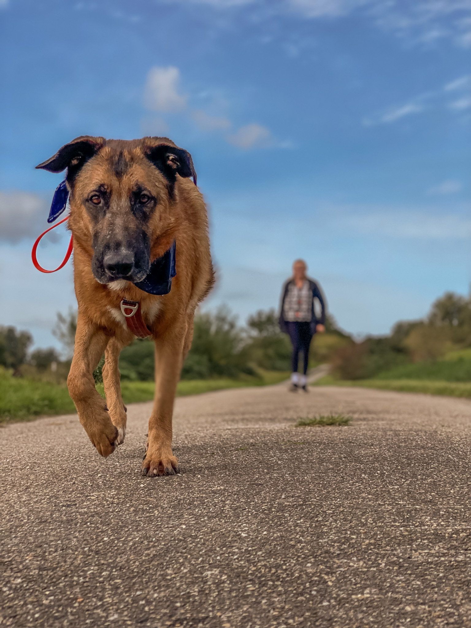 hondencoach Groningen hondentrainer Groningen gedragstherapie hond Groningen hondengedrag verbeteren persoonlijke hondencoaching hondentraining op maat positieve hondentraining hondentaal leren begrijpen wandelconsult hond Groningen hondentaal herkennen tijdens wandeling trainingstraject hond op maat hondentrainingsconsult aan huis hulp bij probleemgedrag hond hondengedrag analyseren individuele hondencoaching hondencoach Pioenpark Groningen hondentraining omgeving Groningen gedragstherapie hond Drenthe hondencoach regio Groningen hondencoach regio Friesland hondentraining in de buurt hulp bij angstige hond hulp bij agressieve hond hulp bij reactieve hond ondersteuning voor nieuwe hondeneigenaren gedragsadvies voor honden training voor reactieve honden begeleiding bij herplaatsers hondengedragstherapeut Groningen hondentraining zonder straf hondentraining met positieve bekrachtiging hondentaal leren lezen hondengedrag verbeteren zonder dwang Pack training Groepswandelingen