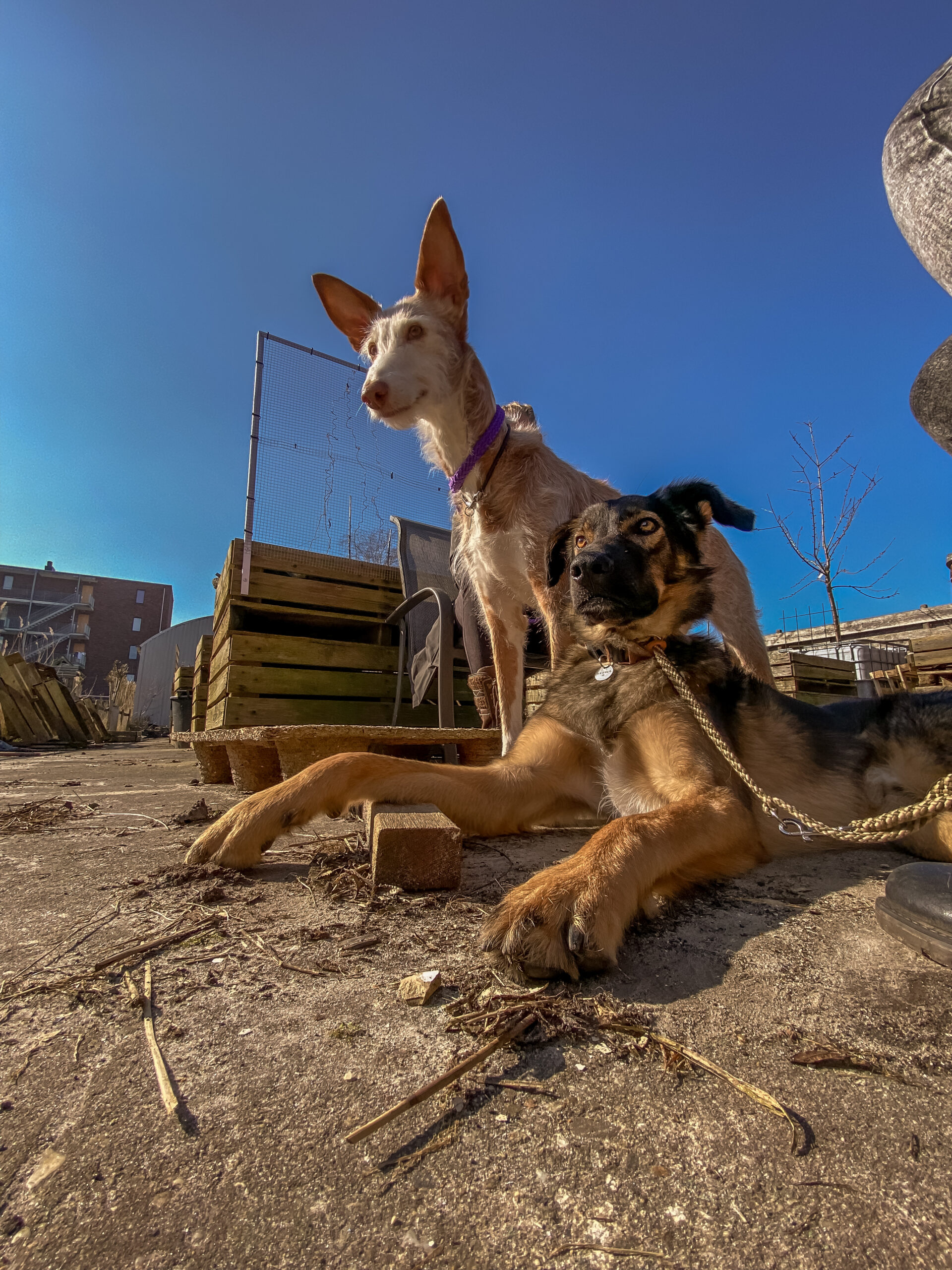hondencoach Groningen hondentrainer Groningen gedragstherapie hond Groningen hondengedrag verbeteren persoonlijke hondencoaching hondentraining op maat positieve hondentraining hondentaal leren begrijpen wandelconsult hond Groningen hondentaal herkennen tijdens wandeling trainingstraject hond op maat hondentrainingsconsult aan huis hulp bij probleemgedrag hond hondengedrag analyseren individuele hondencoaching hondencoach Pioenpark Groningen hondentraining omgeving Groningen gedragstherapie hond Drenthe hondencoach regio Groningen hondencoach regio Friesland hondentraining in de buurt hulp bij angstige hond hulp bij agressieve hond hulp bij reactieve hond ondersteuning voor nieuwe hondeneigenaren gedragsadvies voor honden training voor reactieve honden begeleiding bij herplaatsers hondengedragstherapeut Groningen hondentraining zonder straf hondentraining met positieve bekrachtiging hondentaal leren lezen hondengedrag verbeteren zonder dwang Pack training Groepswandelingen