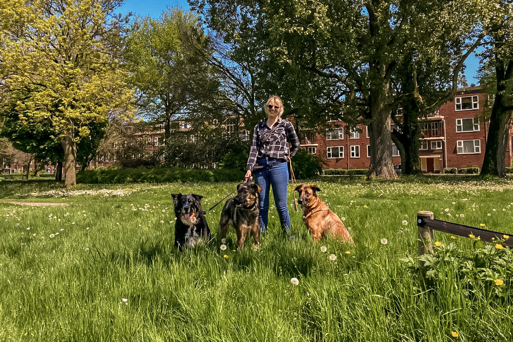 Hondencoach Haiduc Mijn aanbod meerdere honden hondencoach Groningen hondentrainer Groningen gedragstherapie hond Groningen hondengedrag verbeteren persoonlijke hondencoaching hondentraining op maat positieve hondentraining hondentaal leren begrijpen wandelconsult hond Groningen hondentaal herkennen tijdens wandeling trainingstraject hond op maat hondentrainingsconsult aan huis hulp bij probleemgedrag hond hondengedrag analyseren individuele hondencoaching hondencoach Pioenpark Groningen hondentraining omgeving Groningen gedragstherapie hond Drenthe hondencoach regio Groningen hondencoach regio Friesland hondentraining in de buurt hulp bij angstige hond hulp bij agressieve hond hulp bij reactieve hond ondersteuning voor nieuwe hondeneigenaren gedragsadvies voor honden training voor reactieve honden begeleiding bij herplaatsers hondengedragstherapeut Groningen hondentraining zonder straf hondentraining met positieve bekrachtiging hondentaal leren lezen hondengedrag verbeteren zonder dwang Pack training Groepswandelingen