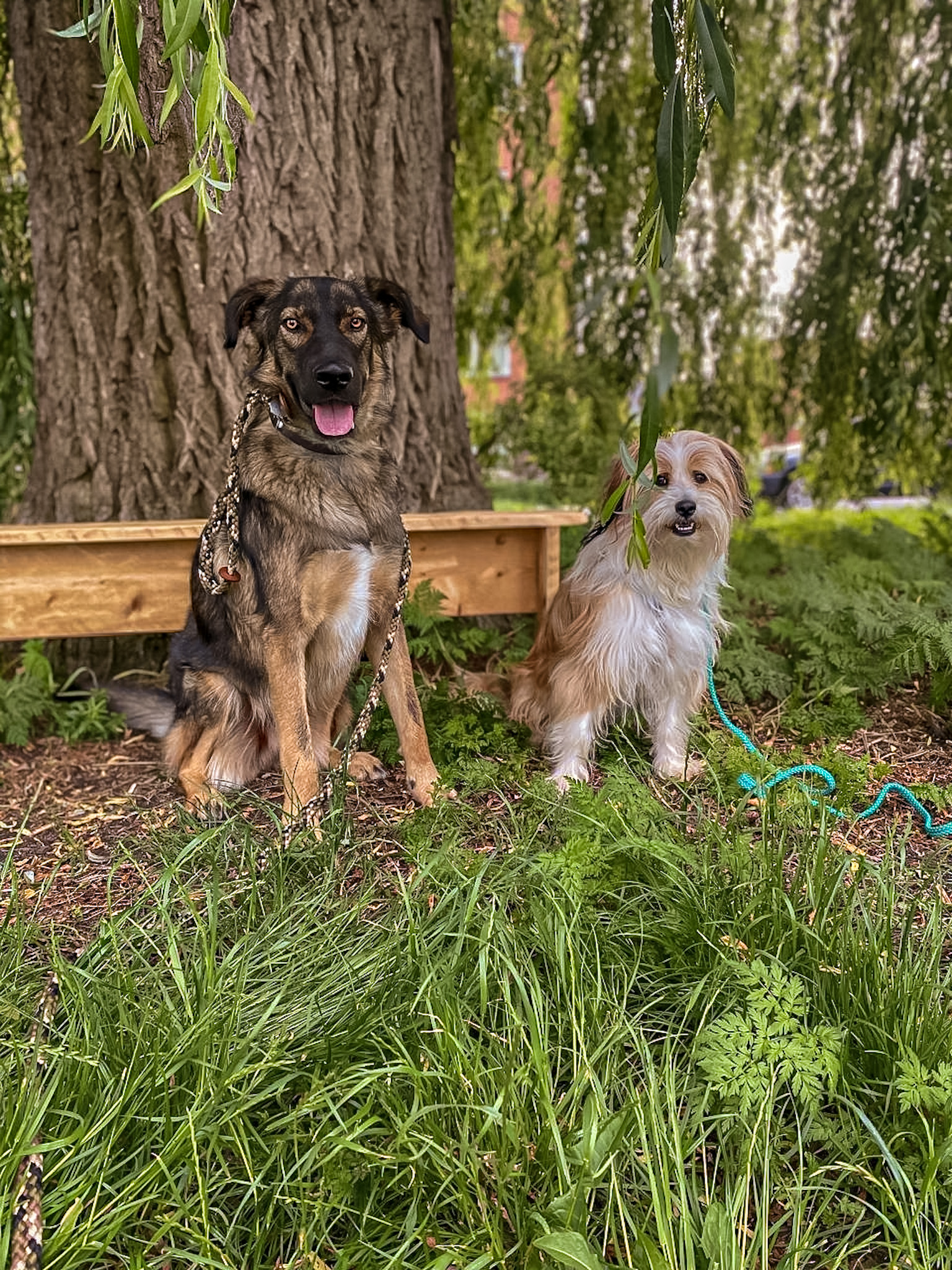 hondencoach Groningen hondentrainer Groningen gedragstherapie hond Groningen hondengedrag verbeteren persoonlijke hondencoaching hondentraining op maat positieve hondentraining hondentaal leren begrijpen wandelconsult hond Groningen hondentaal herkennen tijdens wandeling trainingstraject hond op maat hondentrainingsconsult aan huis hulp bij probleemgedrag hond hondengedrag analyseren individuele hondencoaching hondencoach Pioenpark Groningen hondentraining omgeving Groningen gedragstherapie hond Drenthe hondencoach regio Groningen hondencoach regio Friesland hondentraining in de buurt hulp bij angstige hond hulp bij agressieve hond hulp bij reactieve hond ondersteuning voor nieuwe hondeneigenaren gedragsadvies voor honden training voor reactieve honden begeleiding bij herplaatsers hondengedragstherapeut Groningen hondentraining zonder straf hondentraining met positieve bekrachtiging hondentaal leren lezen hondengedrag verbeteren zonder dwang Pack training Groepswandelingen